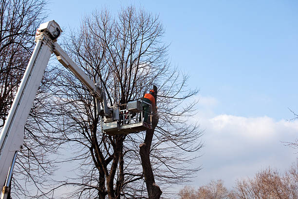 Best Tree Mulching  in Heceta Beach, OR